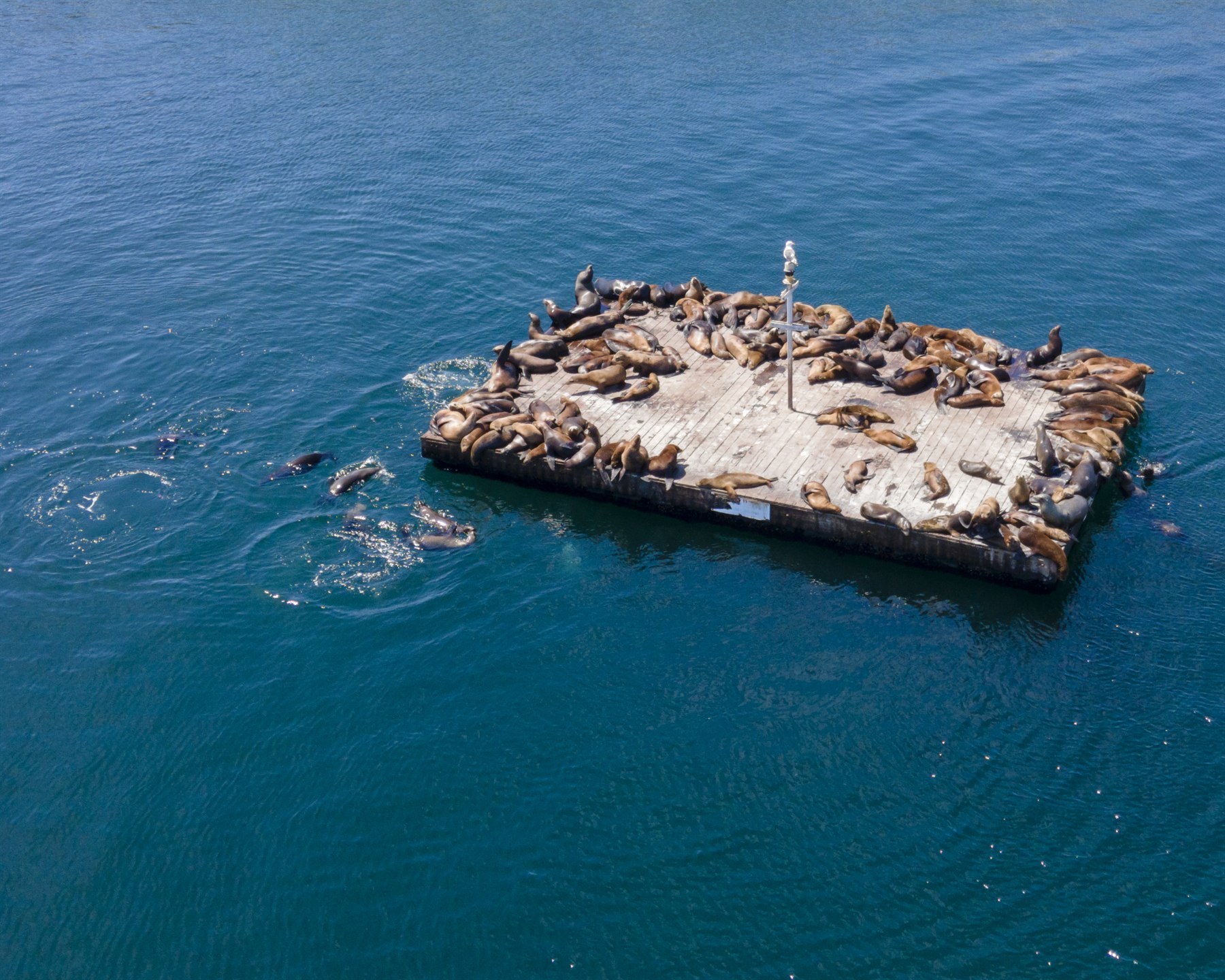 Sea lions resting together on a floating platform in the Pacific Ocean.